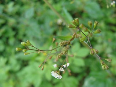 Boerhavia erecta, photographed by Alexis López Hernández