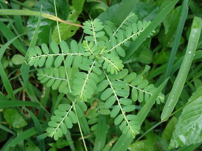 Phyllanthus niruri, photographed by Alexis López Hernández