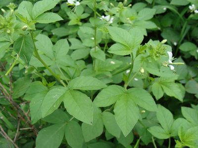Cleome serrata, photographed by Alexis López Hernández