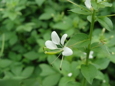 Cleome serrata, photographed by Alexis López Hernández