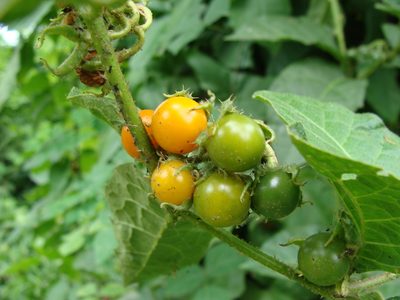 Solanum volubile, photographed by Alexis López Hernández