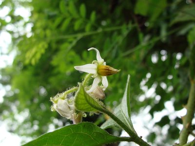 Solanum jamaicense, photographed by Alexis López Hernández