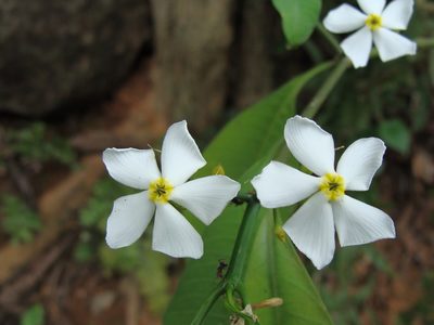 Tabernaemontana amygdalifolia, photographed by Alexis López Hernández