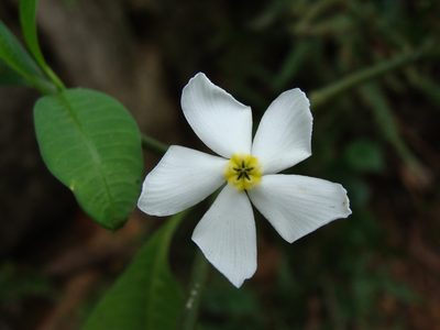 Tabernaemontana amygdalifolia, photographed by Alexis López Hernández