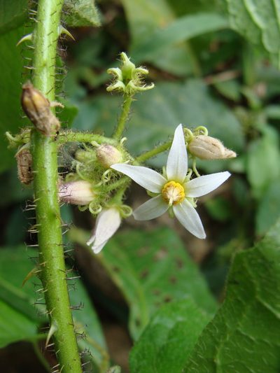 Solanum volubile, photographed by Alexis López Hernández