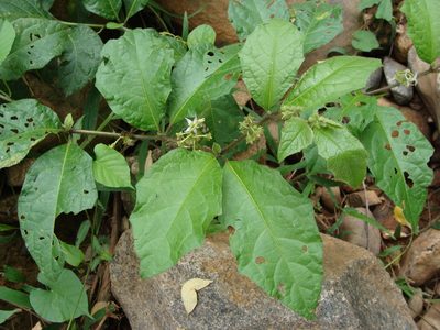 Solanum jamaicense, photographed by Alexis López Hernández