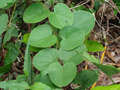 Cissampelos pareira, photographed by Alexis López Hernández