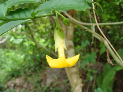 Tabernaemontana donnell-smithii, photographed by Alexis López Hernández