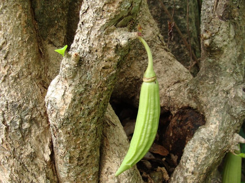 Parmentiera aculeata, photographed by Alexis López Hernández