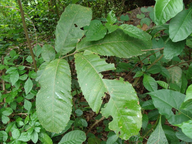 Cupania dentata, photographed by Alexis López Hernández