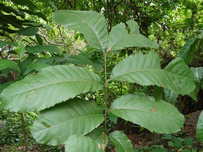 Cupania dentata, photographed by Alexis López Hernández