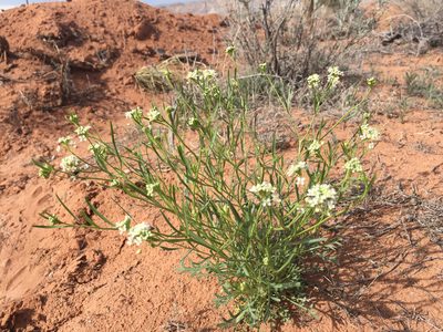 Lepidium montanum, photographed by Robbie Hannawacker
