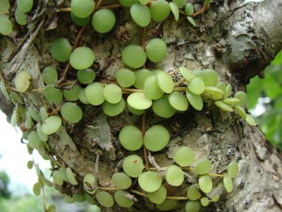Peperomia cyclophylla, photographed by Alexis López Hernández