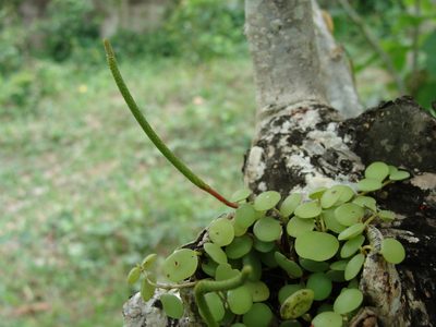 Peperomia cyclophylla, photographed by Alexis López Hernández