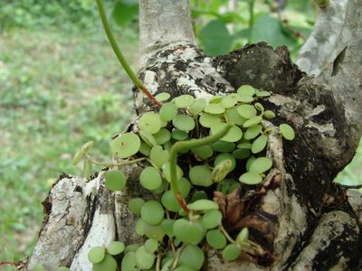 Peperomia cyclophylla, photographed by Alexis López Hernández