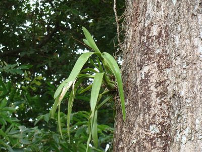 Encyclia cordigera, photographed by Alexis López Hernández
