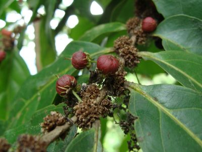 Piparea dentata, photographed by Alexis López Hernández