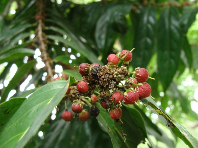 Piparea dentata, photographed by Alexis López Hernández