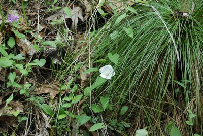 Calystegia catesbeiana, photographed by Rob John