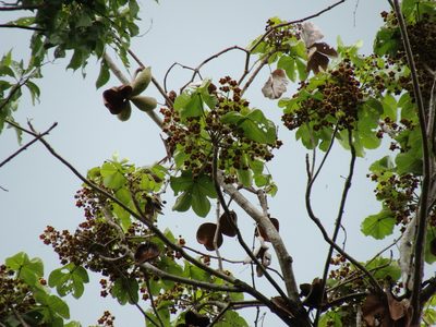 Sterculia apetala, photographed by Alexis López Hernández