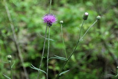 Cirsium carolinianum, photographed by Rob John