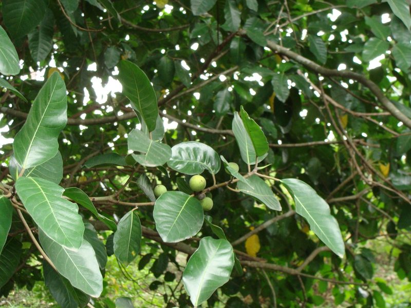 Ficus maxima, photographed by Alexis López Hernández