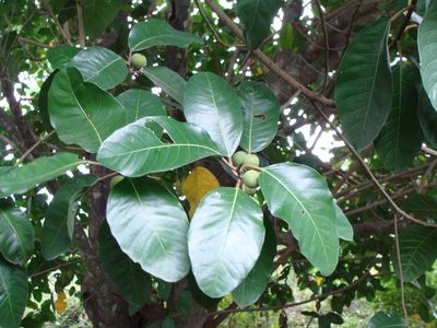 Ficus maxima, photographed by Alexis López Hernández