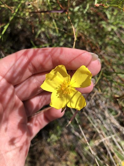 Crocanthemum aldersonii, photographed by Rachel Allingham