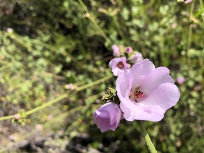 Malacothamnus densiflorus, photographed by Rachel Allingham