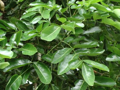 Ormosia macrocalyx, photographed by Alexis López Hernández