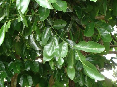 Ormosia macrocalyx, photographed by Alexis López Hernández