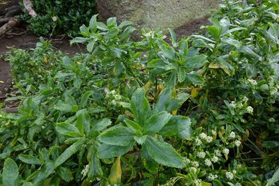 Lepidium juvencum, photographed by John Barkla