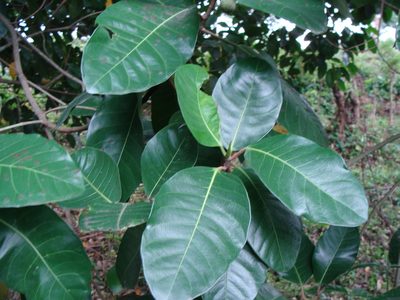 Ficus maxima, photographed by Alexis López Hernández
