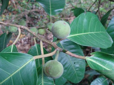 Ficus maxima, photographed by Alexis López Hernández