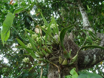 Prosthechea chacaoensis, photographed by Alexis López Hernández