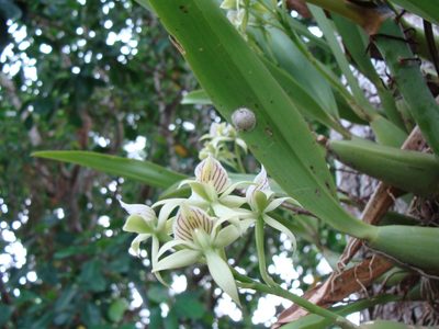 Prosthechea chacaoensis, photographed by Alexis López Hernández