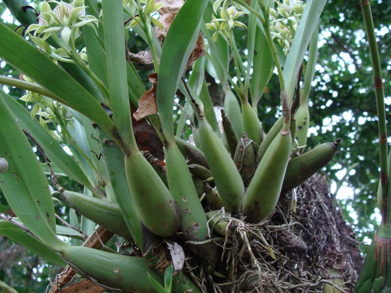 Prosthechea chacaoensis, photographed by Alexis López Hernández