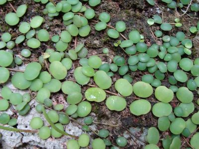 Peperomia cyclophylla, photographed by Alexis López Hernández