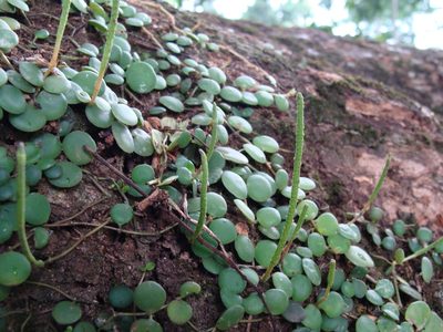 Peperomia cyclophylla, photographed by Alexis López Hernández