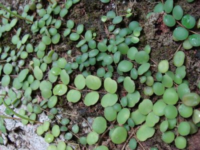 Peperomia cyclophylla, photographed by Alexis López Hernández