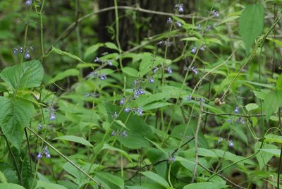 Salvia urticifolia, photographed by Rob John
