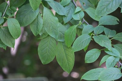 Ilex montana, photographed by Ashwin Srinivasan