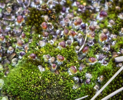 Mannia fragrans, photographed by aarongunnar