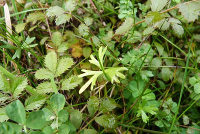 Ranunculus glabrifolius, photographed by Colin Meurk