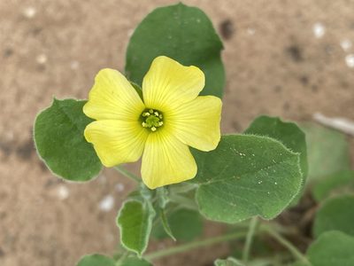 Oxalis dichondrifolia, photographed by Scott Holt