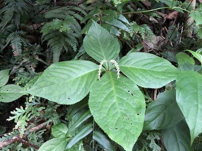Chloranthus oldhamii, photographed by 黃美滿
