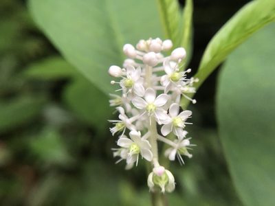 Phytolacca japonica, photographed by 黃美滿