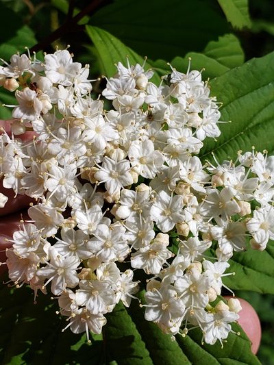 Viburnum wrightii, photographed by Mark Richman