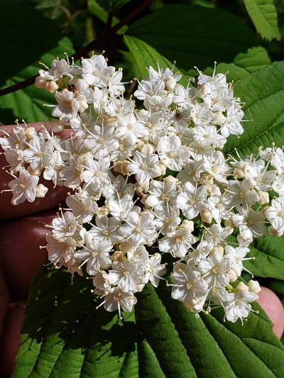 Viburnum wrightii, photographed by Mark Richman