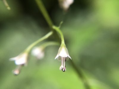 Lysimachia decurrens, photographed by 黃美滿